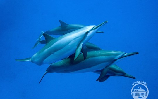 Kona Aggressor II Dolphins